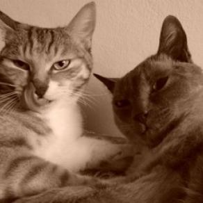 Semplicemente "Gatti"