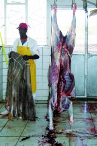 Violeta Vollmer - as usual II