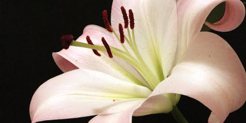 FLORES DIVERSI SVMVS