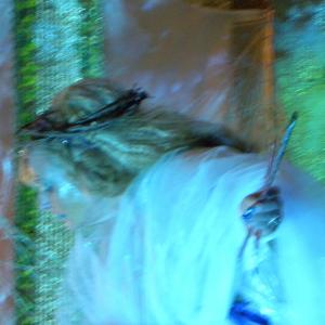 libro LA SIBILLA DI GERUSALEMME di Rosa Didonna libro LA SIBILLA DI GERUSALEMME di Rosa Didonna