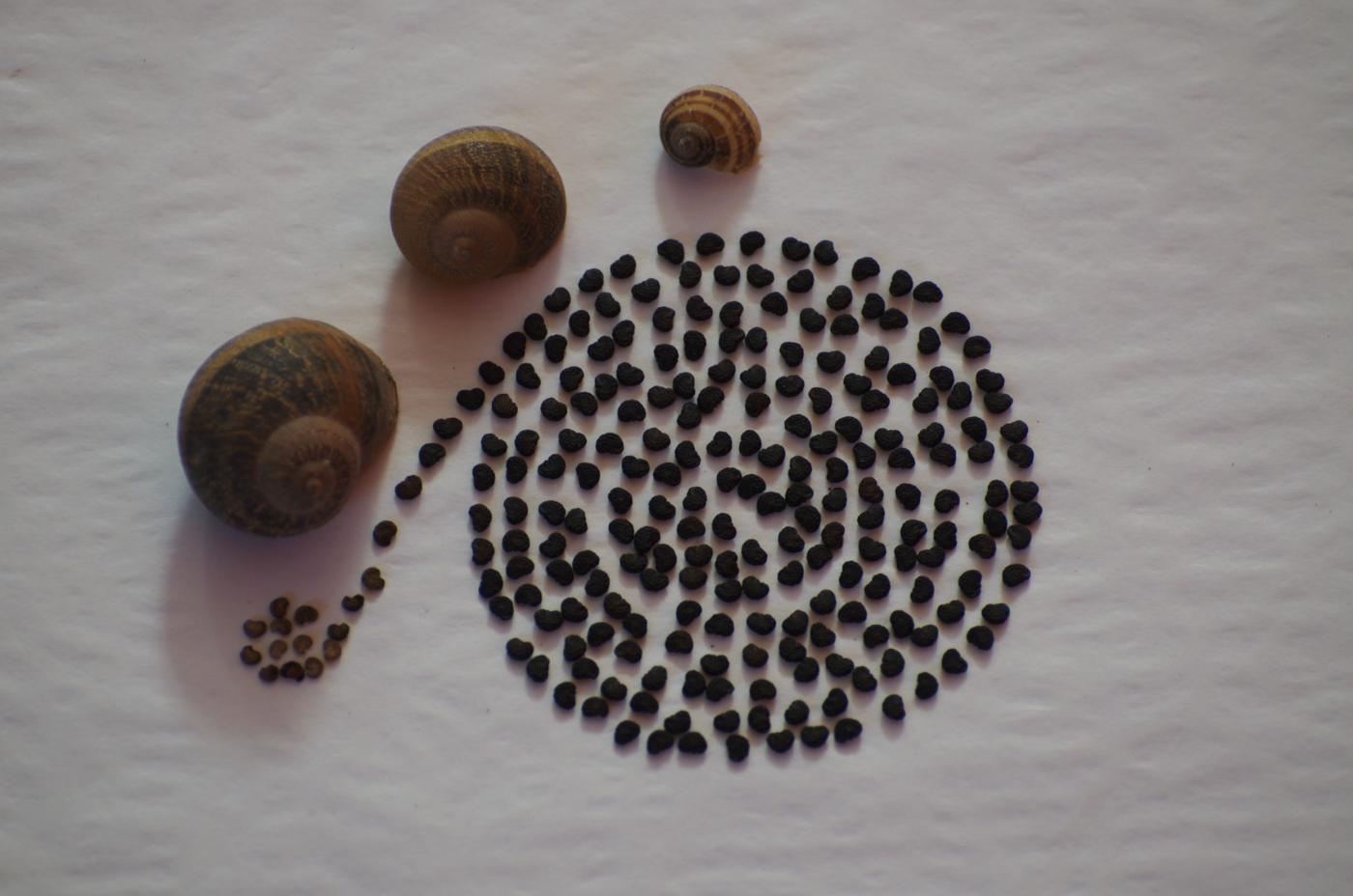 Still life - The art of arragement