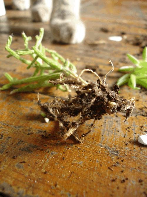 DISASTRI NATURALI @ lunedi sostenibili