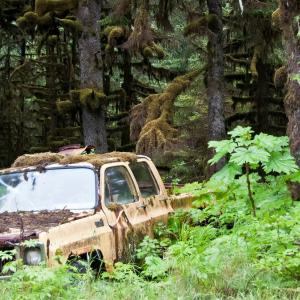 USA. Alaska 1/3. Forme di vita