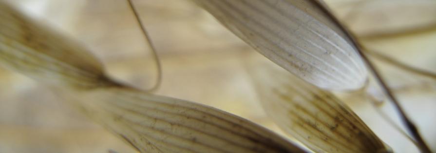 frOm The Opal Valley knOws