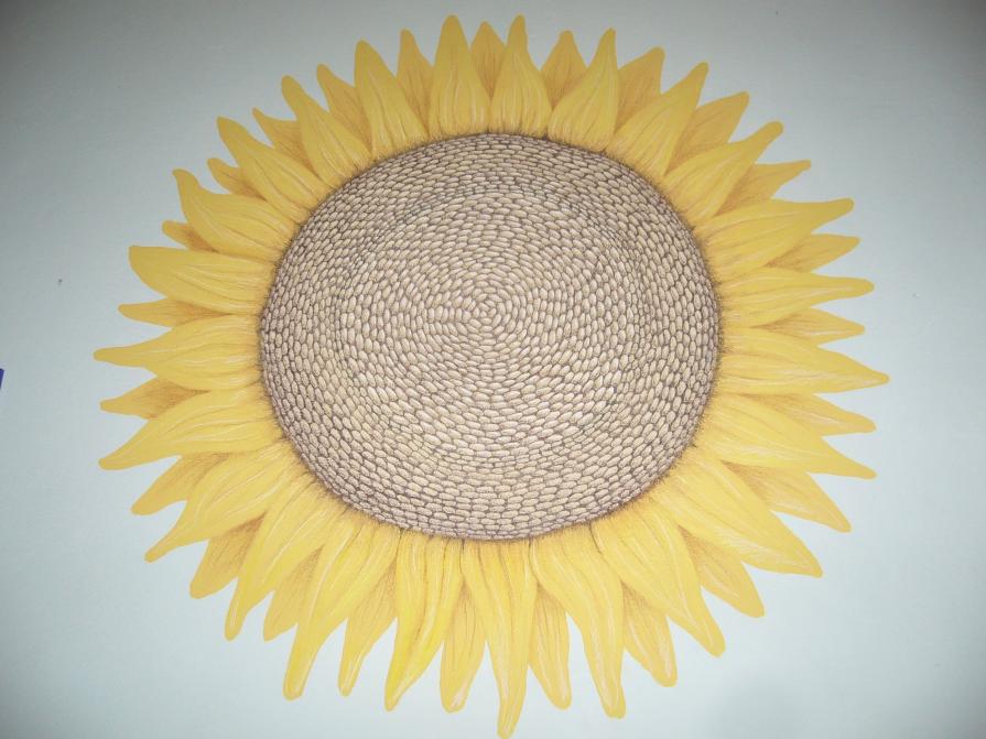 Girasole