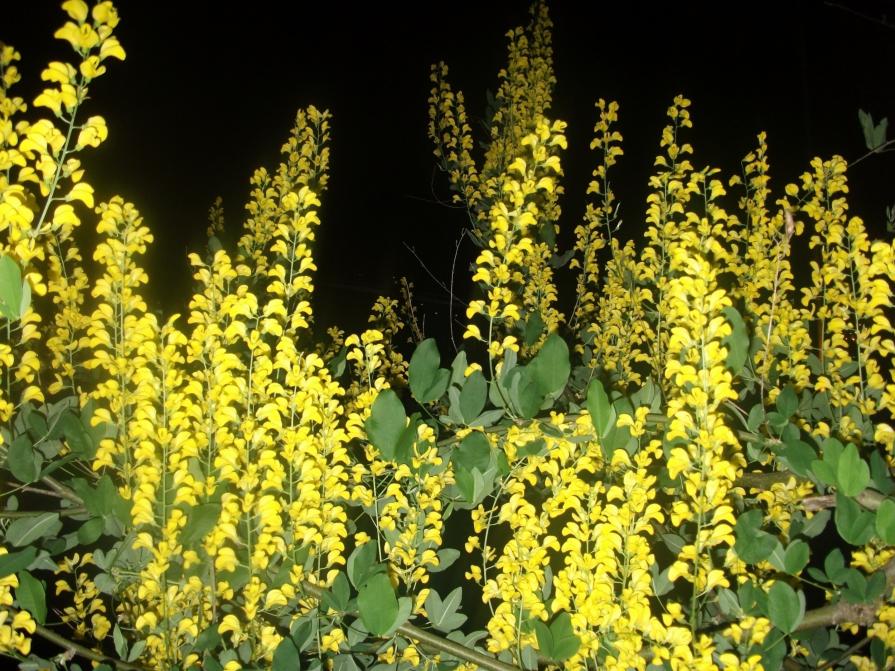 Il sogno del maggiociondolo