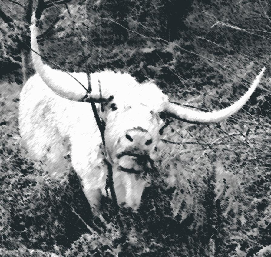 I went down to the woods today