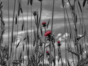 Francesco Antonelli - Cardo Mariano