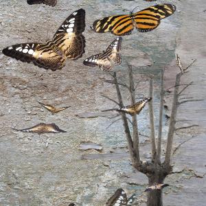 le apparenze le apparenze