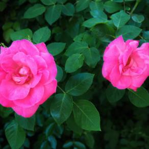 . . . Tutto è Uno . . .  dedicata a .... Tanya e Paolo ....!!! <3  by Massimo di Stefano !!!! 