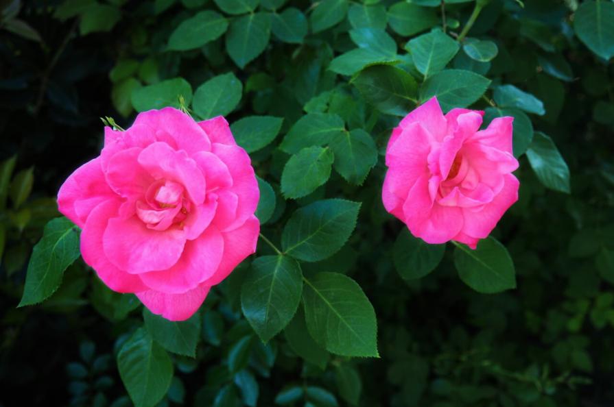 . . . Tutto è Uno . . .  dedicata a .... Tanya e Paolo ....!!! <3  by Massimo di Stefano !!!! 