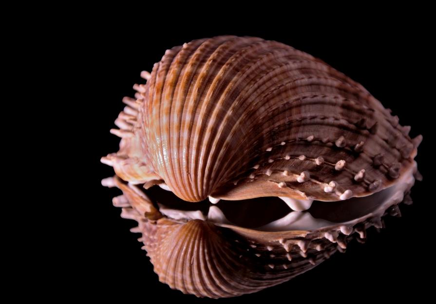 Treasures of seabed_2