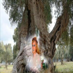 "Potentia divina gratia In Urlo d’Ulivo”di Rosa Didonna "Potentia divina gratia In Urlo d’Ulivo”di Rosa Didonna