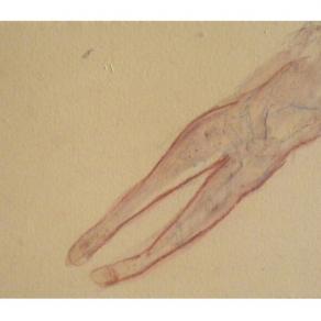 Il volo della strega