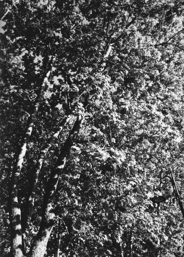 Perd3rsi in un albero