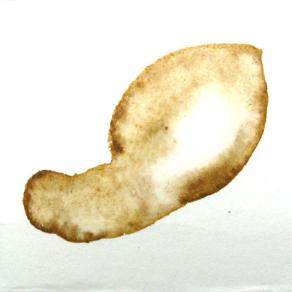 Levitas Originae particolare