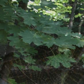 Breakfast in old History place