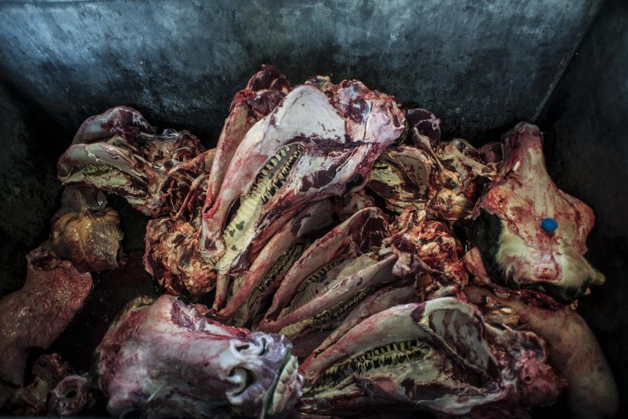 Più che 'l dolor poté 'l digiuno