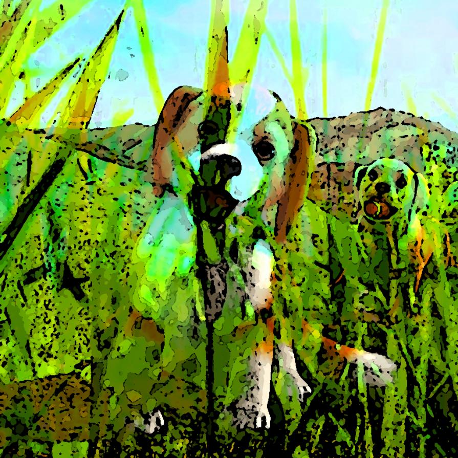 È l'altra via o questa !!!