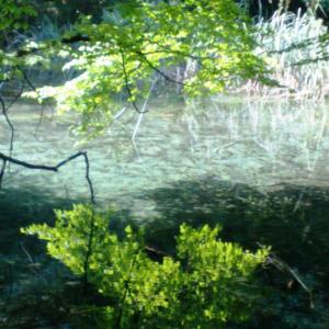 ALBERI , SOLO ALBERI , AMATI ALBERI .