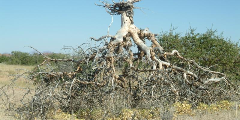 My best friends Threes