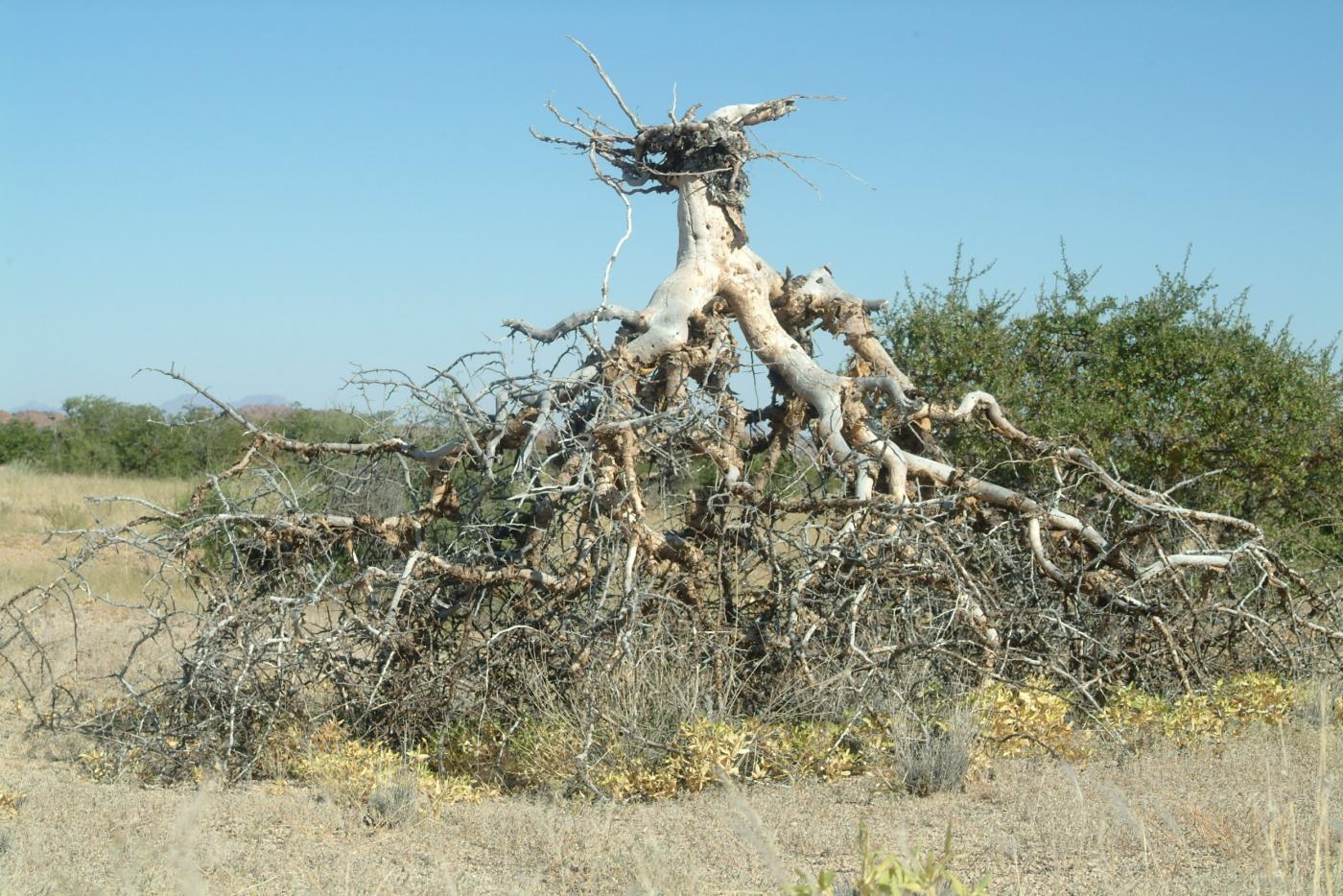 My best friends Threes