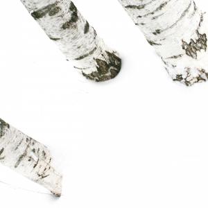 Labyrinths of wood/ Labirinti di legno 