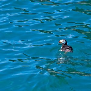 USA. Alaska 1/3. Forme di vita