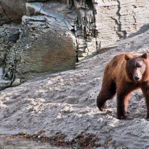 USA. Alaska 1/3. Forme di vita