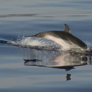 "mare rumore e silenzi"