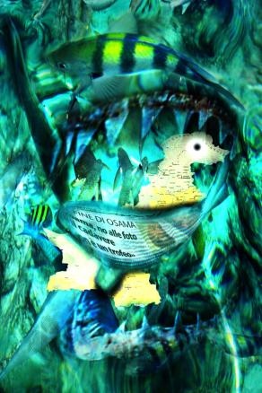 un pesce dal nome Osama.. oggi  vedo pesci da tutte le parti maurinoooo.