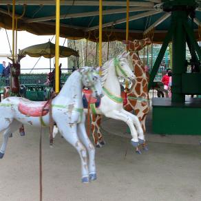 L'oeil du cheval gris