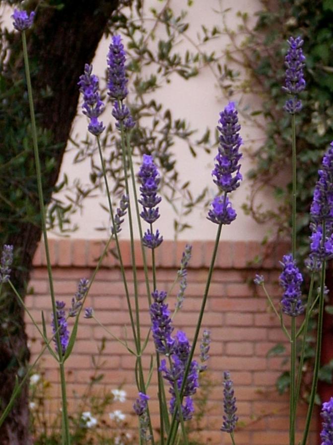 La mia lavanda