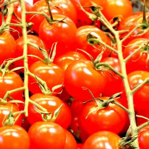 Tomatoes