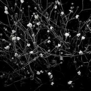 natural abstractions