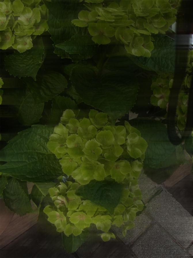 Trans....Man as woman in green+ voyarismus