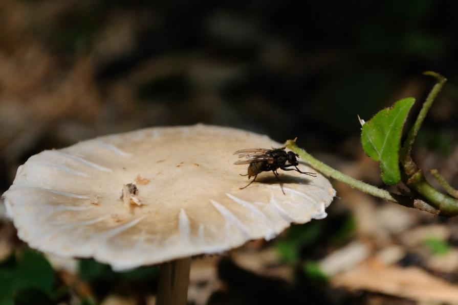 Piattaforma di atterraggio - Landing platform