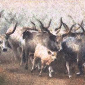 Esodo di mucche maremmane