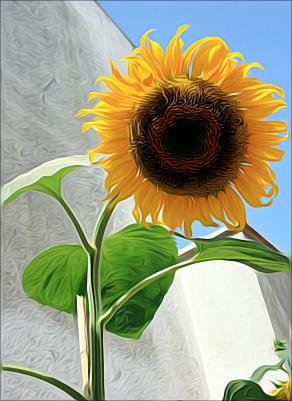 girasole paint