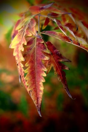 Autunno nel mio giardino   - Autumn in my garden -