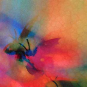 I COLORI DELLA BIODIVERSITÀ