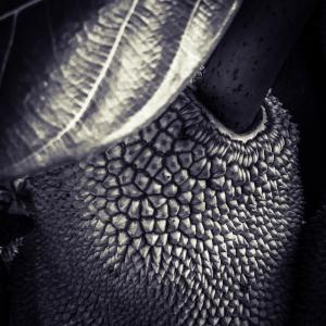 Barbara Luisi | India – Secret Garden