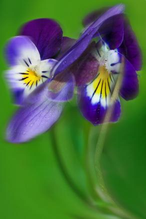 ho usato tre colori il verde il giallo e il viola.