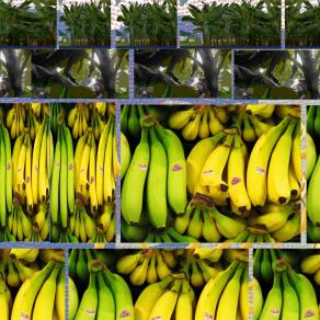 Origin banan box equador