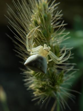White spider in summer time (Thomisus onustus)