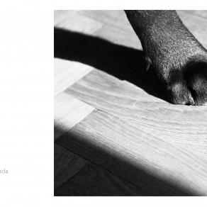 Abbecedario - Domanda