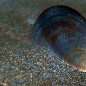 Orecchio del Mare ll