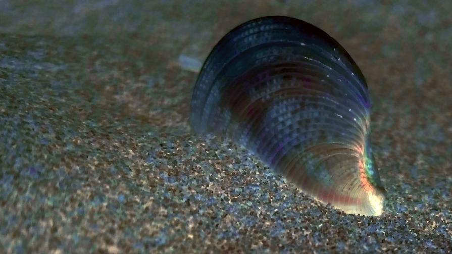 Orecchio del Mare ll