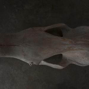 EL MONSTRUO INVICTO DE NÁPOLES / THE UNVANQUISHED MONSTER OF NAPLES EL MONSTRUO INVICTO DE NÁPOLES / THE UNVANQUISHED MONSTER OF NAPLES