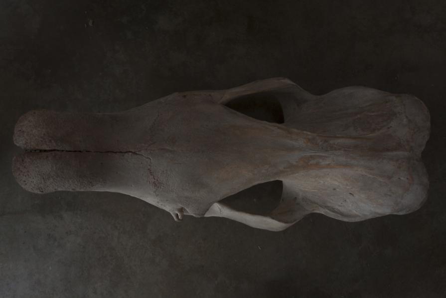 EL MONSTRUO INVICTO DE NÁPOLES / THE UNVANQUISHED MONSTER OF NAPLES